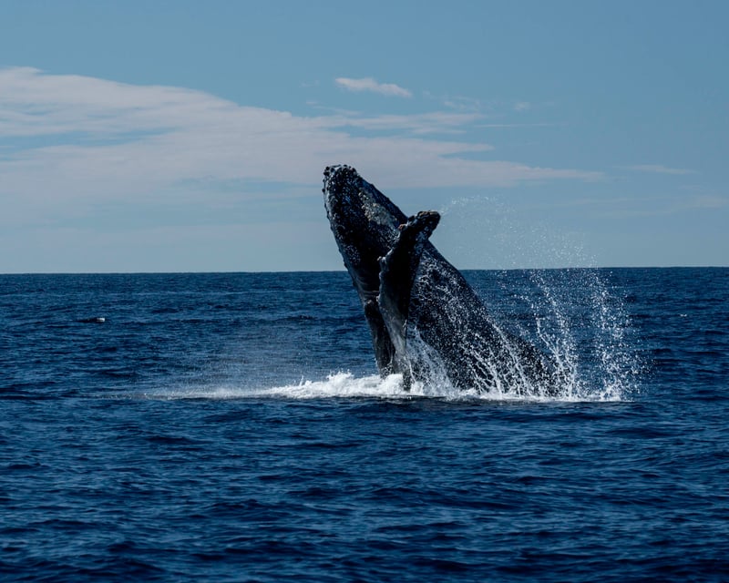 Private Whale Watching Tour in San José del Cabo