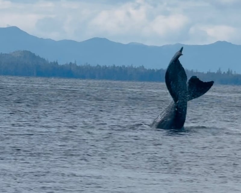 Klawock Whale & Wildlife Boat Tour with Local Captains