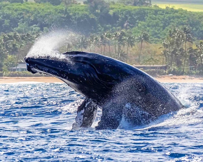 2-Hour Small-Group Whale Watching Cruise in Haleiwa