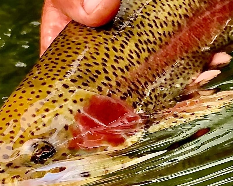 Guided Trout Wade Fishing on the Watauga River