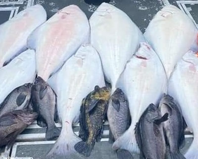 Multi-Species Fishing Charter in Seward