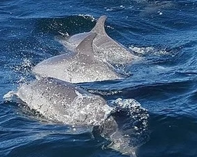 Dolphin Watching Cruise in Fort Walton Beach