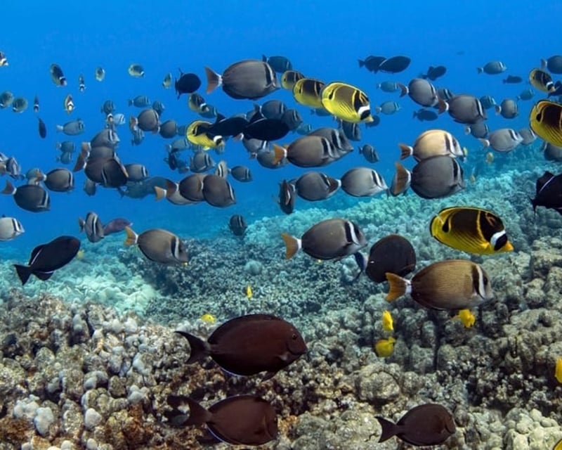 Private Kealakekua Bay Snorkel & Dolphin Watch Tour