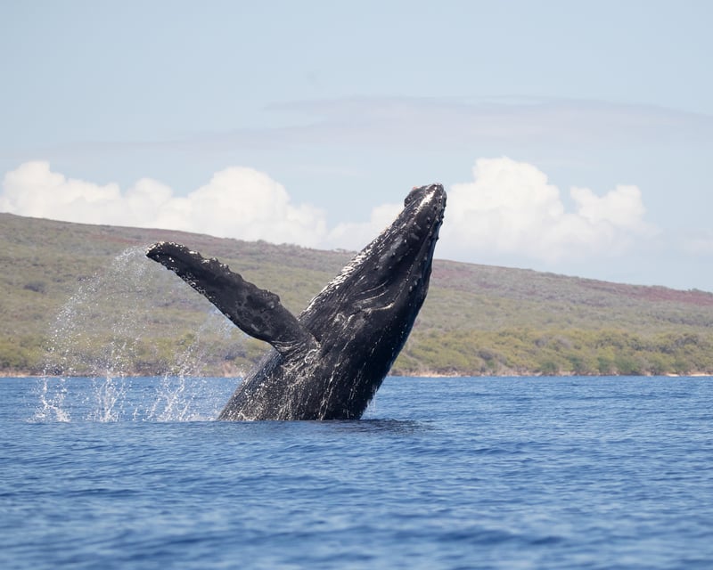 2-Hour Maui Whale Watch Cruise