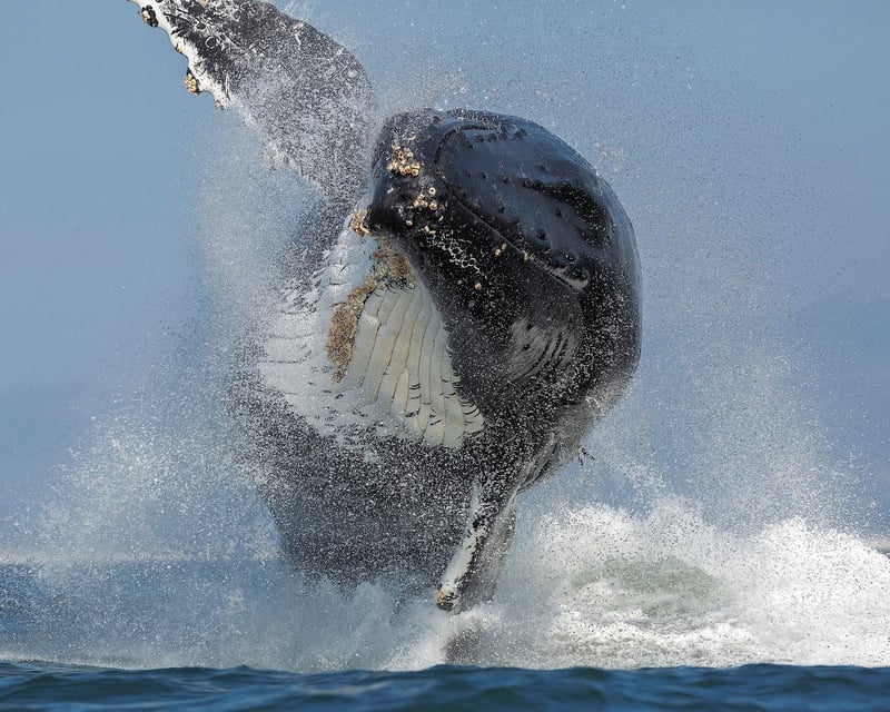 Explore Monterey Bay on a 4-Hour Whale Watching Cruise