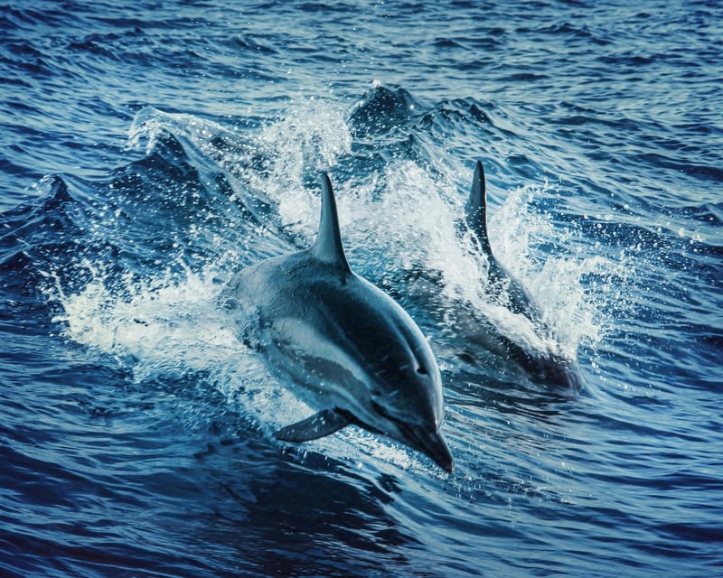 Sarasota Dolphin & Mimosas Cruise
