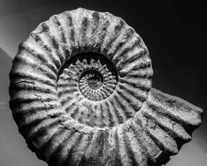 Fossil Hunting Guided Tour in Whetstone Mountains