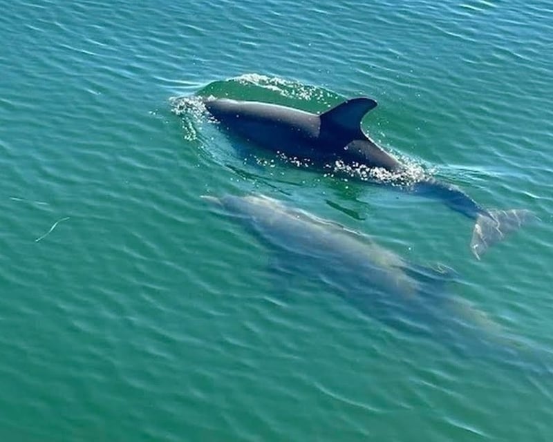 Private Covered Pontoon Dolphin Tour in Pensacola Beach