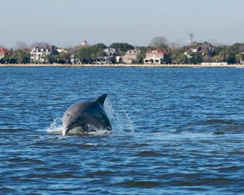 Sail Charleston Harbor on a 90-Minute Dolphin Sail