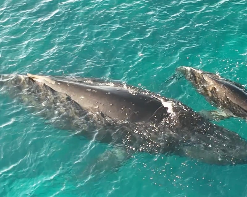 Puako Humpback Whale Watching Tour