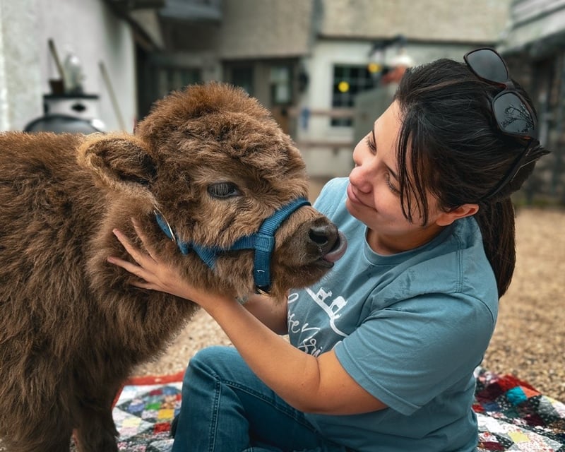Cuddle a Baby Mini Highland Cow in Dresher