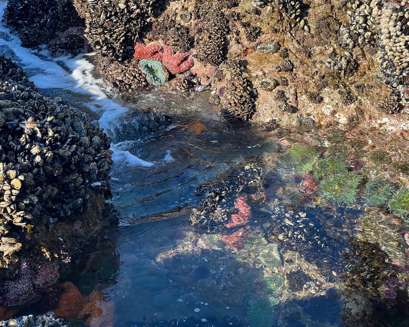 Guided Kayak Tide Pool Tour in Rancho Palos Verdes