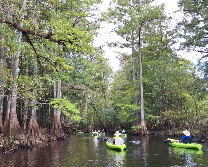 Cypress Wetland Kayak Tour in Withlacoochee State Forest