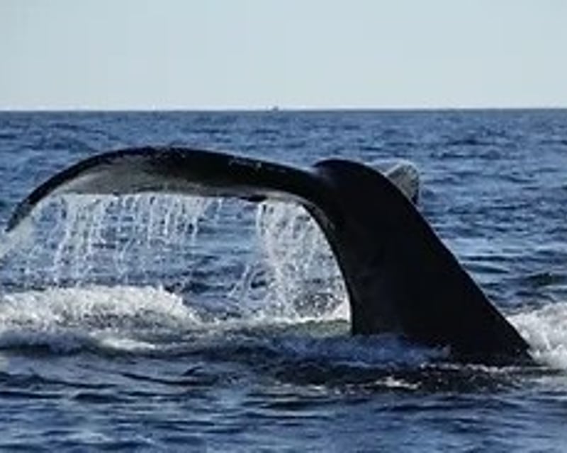 5-Hour Whale Watching Charter in Middleborough