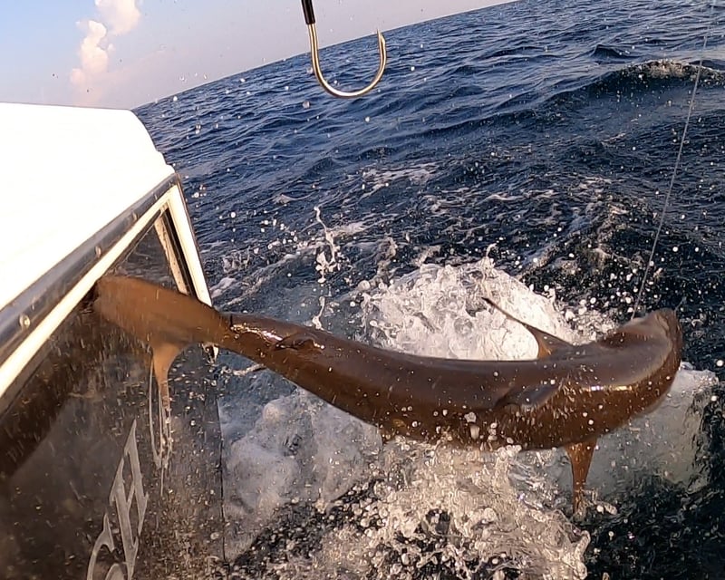 Statesboro 4-Hour Nearshore Fishing Charter