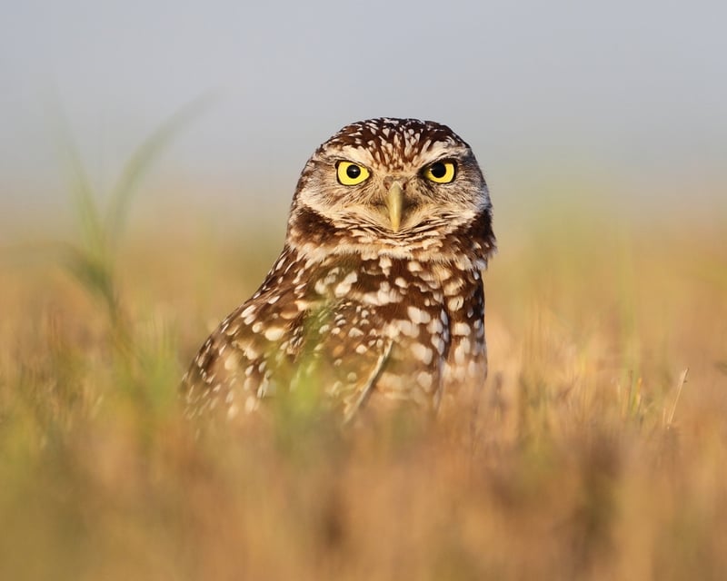 Guided Birding Tour in Pawnee National Grassland