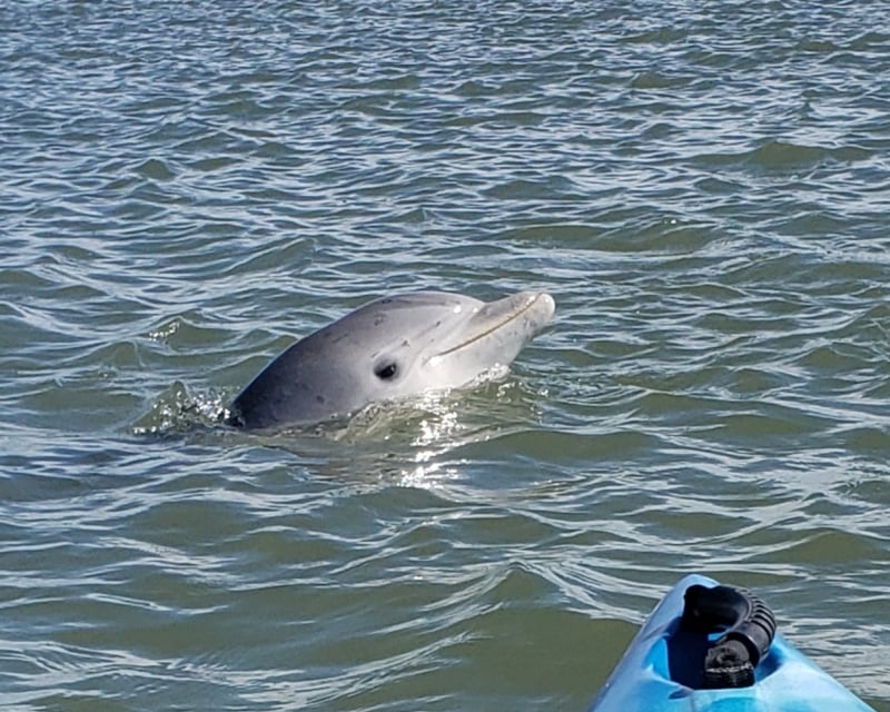 Kayak Dolphin Ecology Tour In Fripp Inlet