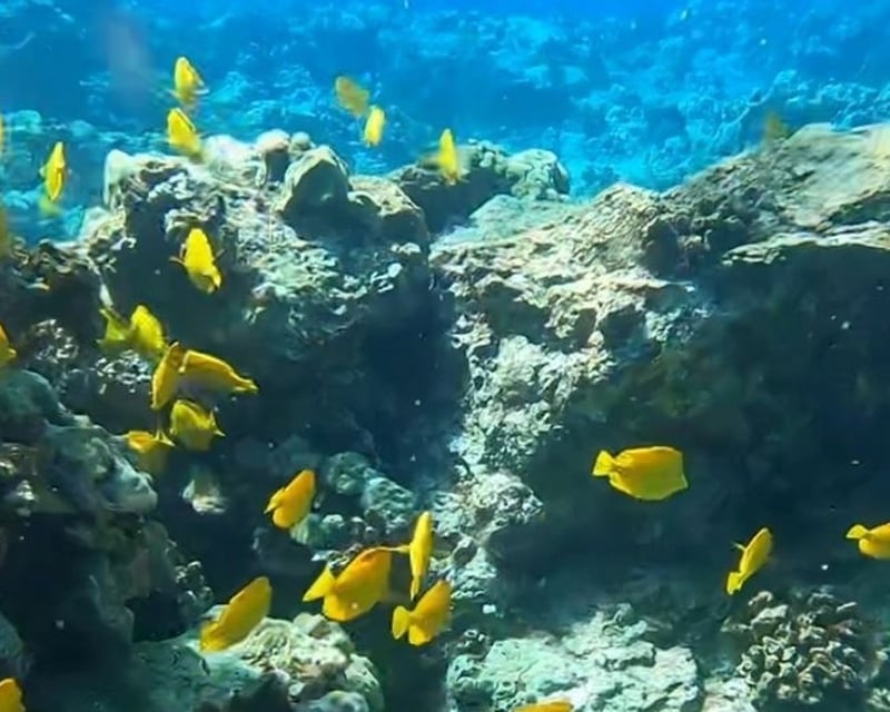 Kealakekua Bay Snorkel Tour at Captain Cook Monument