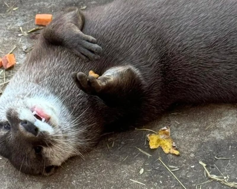 Otter Encounter & Farm Tour in Bremen