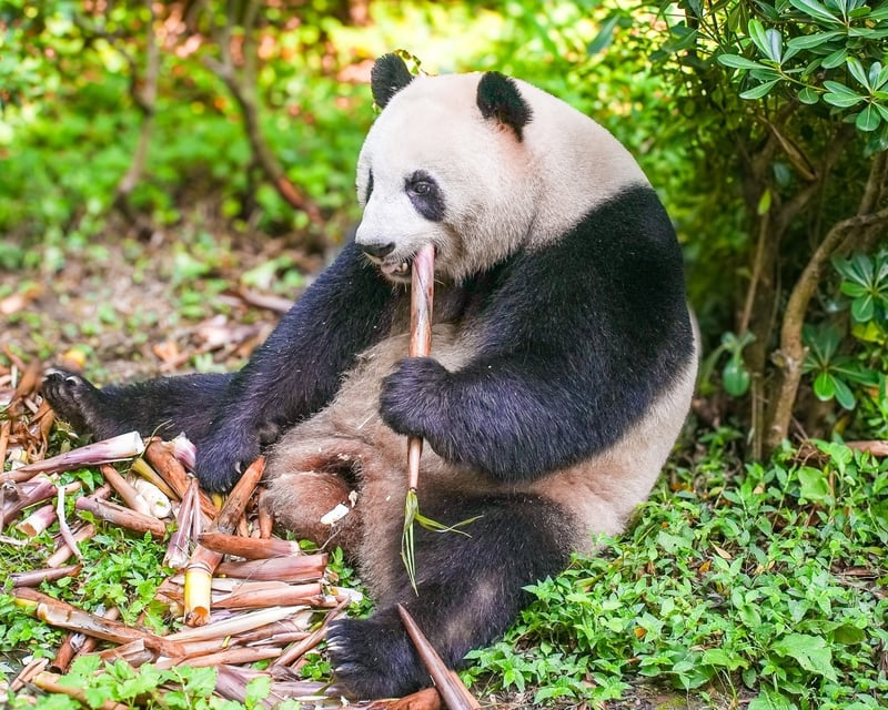 Chengdu Giant Panda, Teahouse & Food Tour