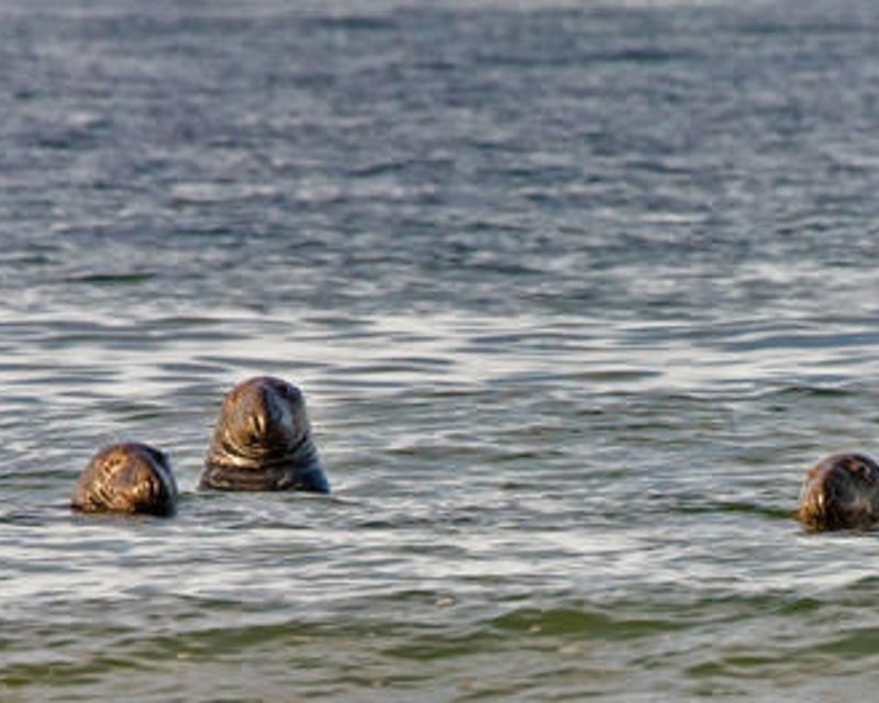 2-Hour Kids Sea Creature Cruise in Provincetown