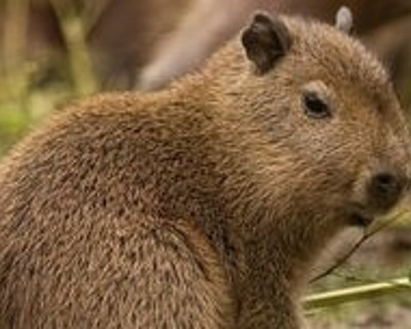 Capybara & Kangaroo Encounter in Sevierville