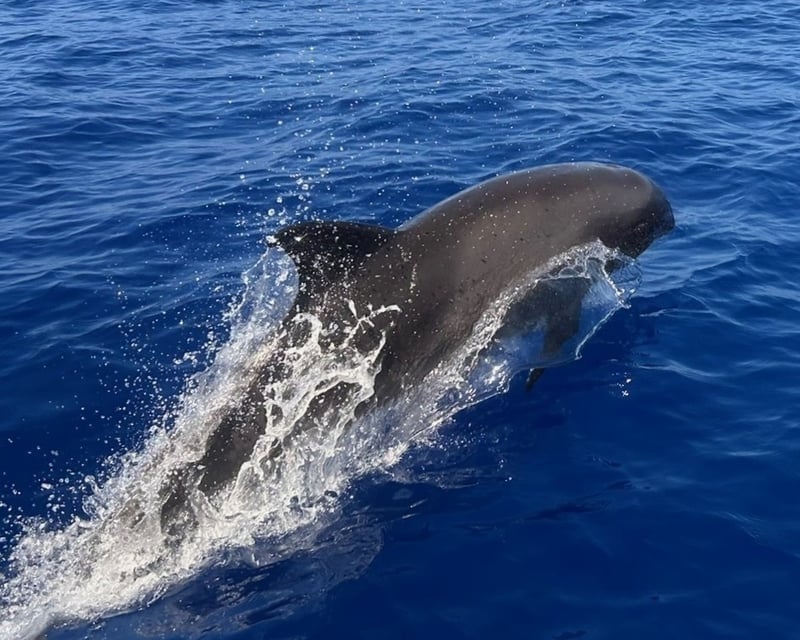 Marine Wildlife Cruise in Kailua-Kona