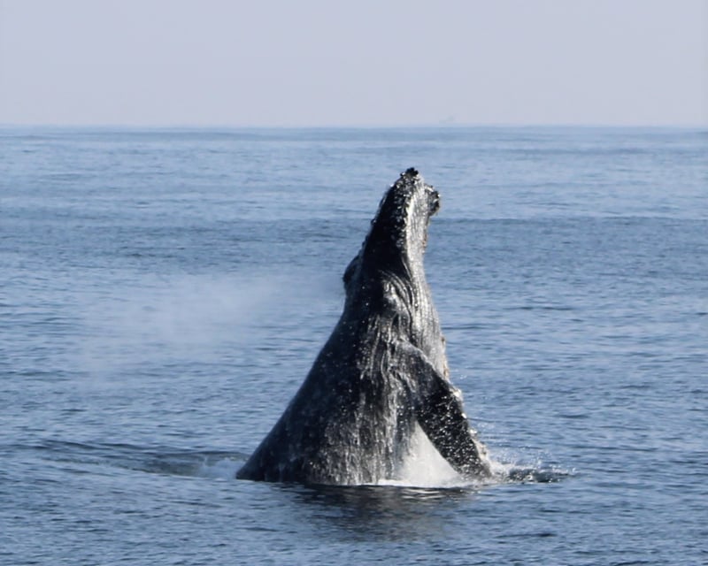 Whale & Dolphin Watching Cruise in San Diego
