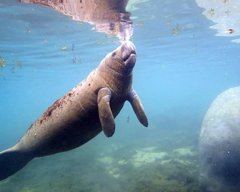Manatee Swim & Snorkel Tour in Homosassa Springs