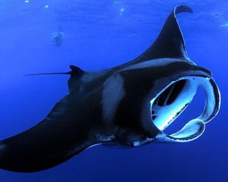 Manta Ray Night Adventure