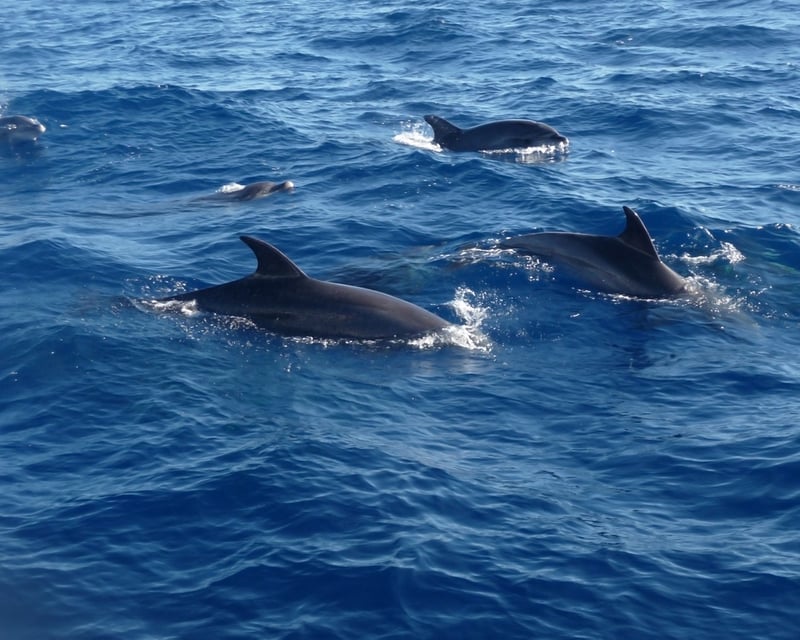 Half-Day Dolphin Watching Eco Charter in Key West