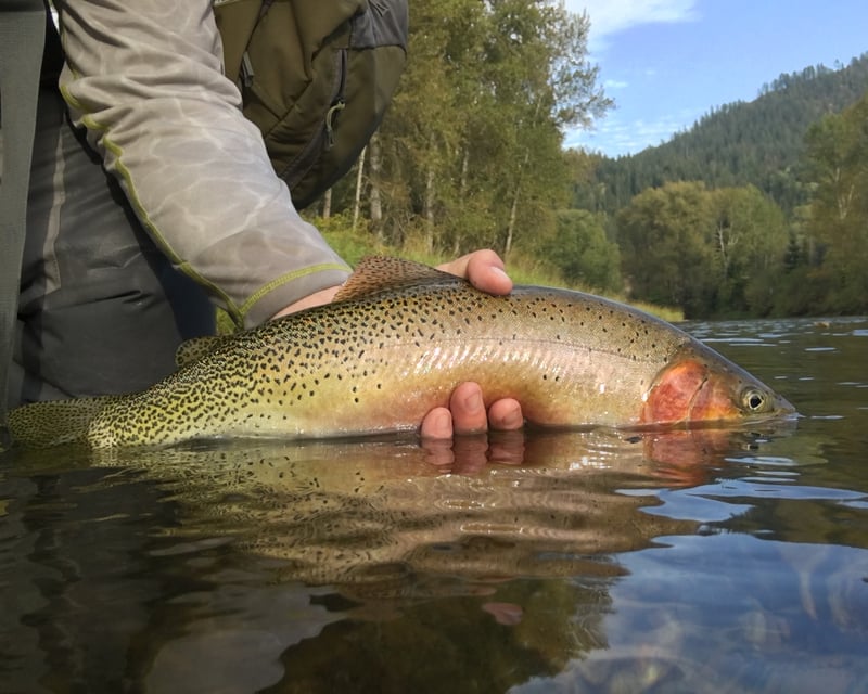 Full-Day Walk & Wade Fishing Tour in Coeur D Alene