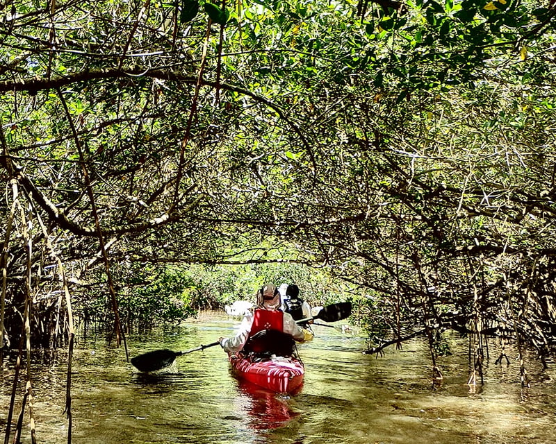 Naturalist-Guided Mangrove Tunnels Kayak Tour on Lido Key