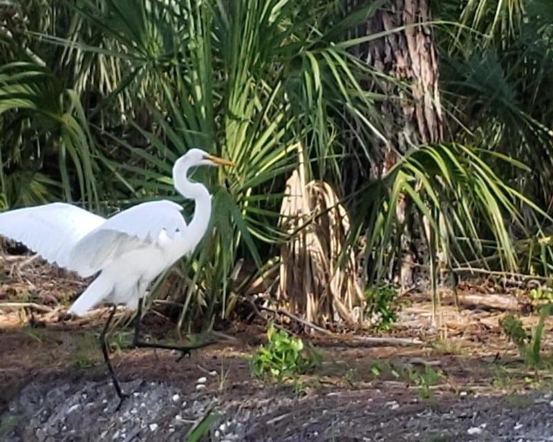 Tampa Bay Morning Eco Cruise