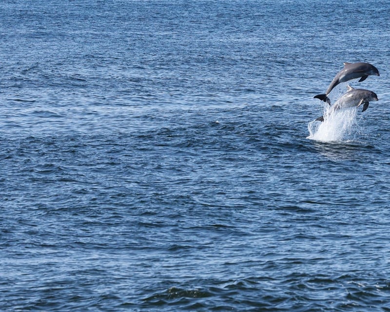 2-Hour Dolphin & Whale Watching Cruise From Belmar