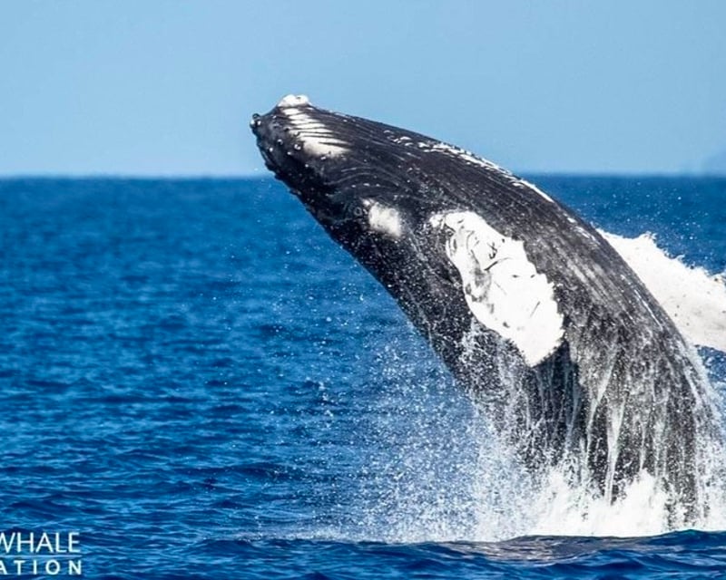 Ma'alaea Whale Watch With Marine Biologists