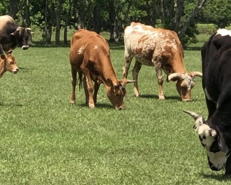 Hands-On Farm Chores with Longhorns & Goats in Katy
