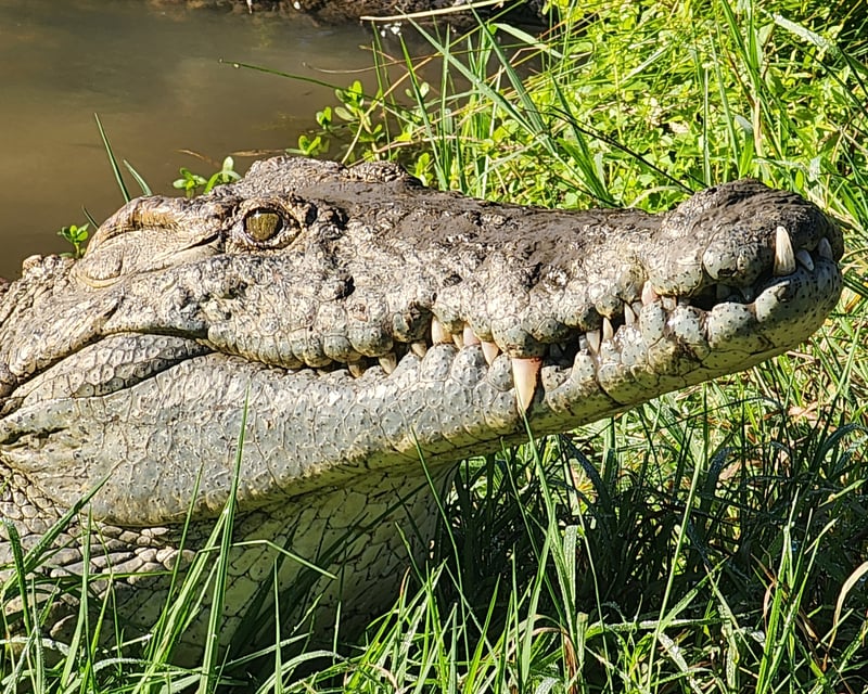Explore Crocodile Encounter Day Pass & Scavenger Hunt