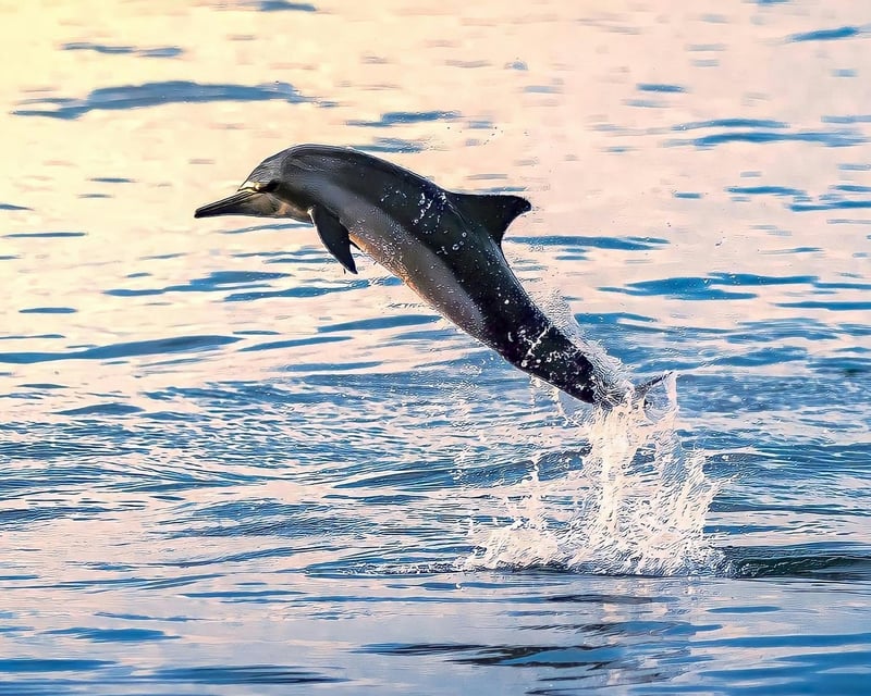Key West Sunset Dolphin Watch Cruise