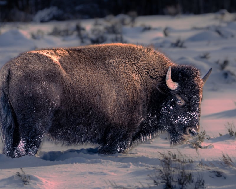 Jackson Hole Winter Sunrise & Sunset Wildlife Tour