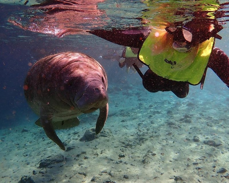 Swim With Manatees Private Tour in Crystal River