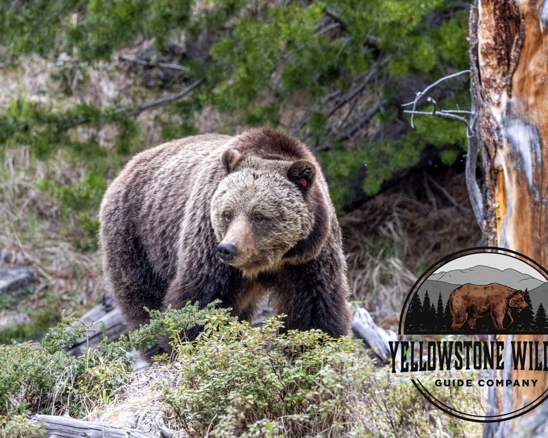 Private Full-Day Wildlife Tour in Yellowstone National Park