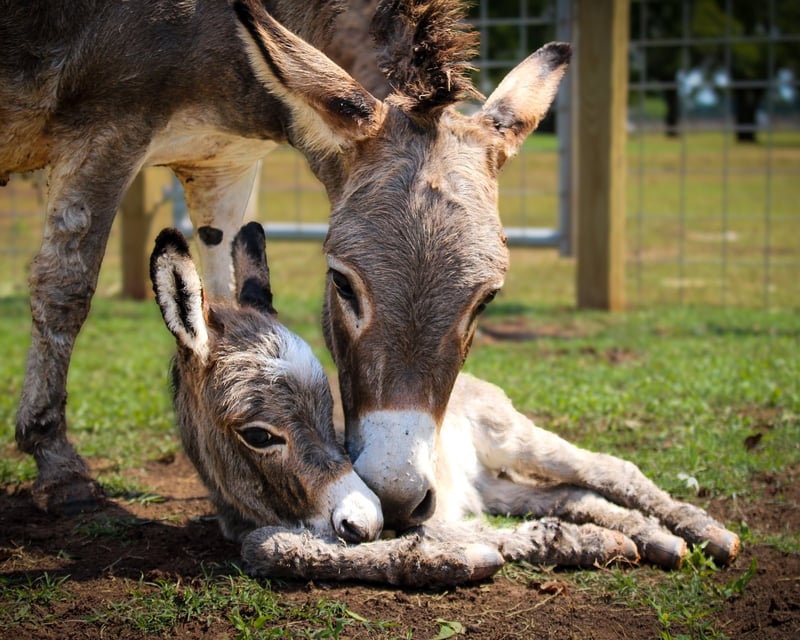 Private Baby Mini Donkey Experience in Brookshire, TX