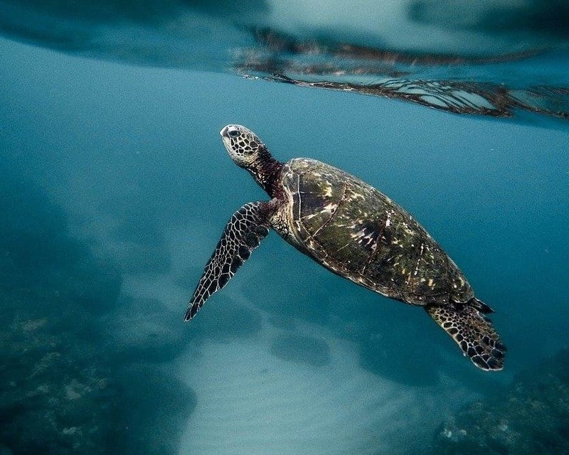Waikiki Sea Turtle Snorkeling & Skin Diving Boat Tour