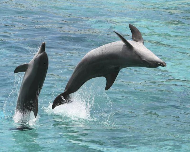 Dolphin & Snorkeling Tour at Sand Island
