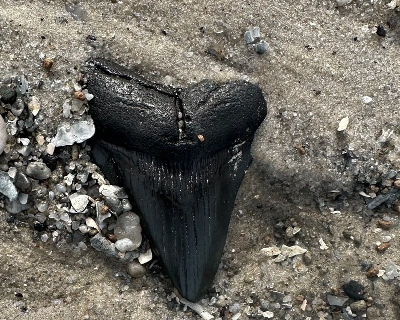 Savannah River 4-Hour Fossil Hunt