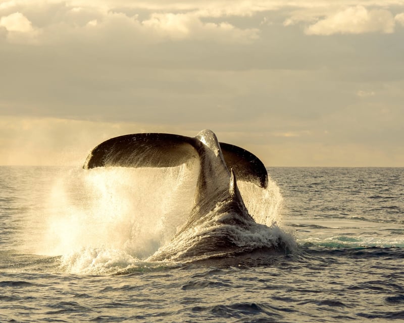 Private Whale Watching Charter in Honolulu