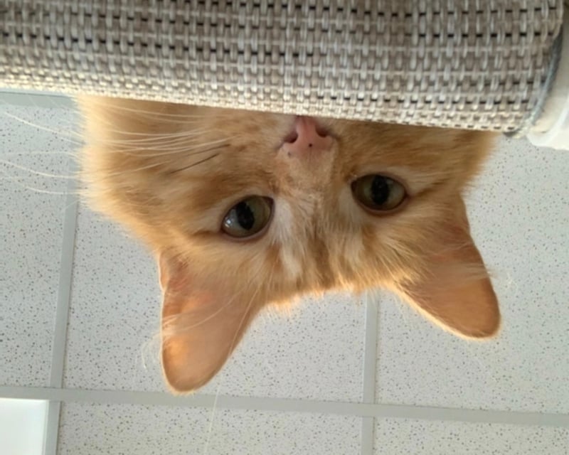 Cat Cafe Lounge Visit with Adoptable Cats in Puyallup