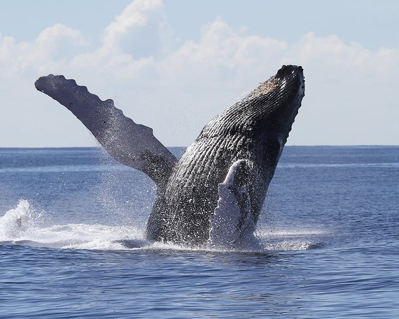 Waikiki Whale Watching Cruise with Glass Bottom