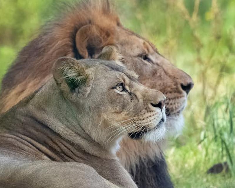 Audubon Zoo Admission Ticket in New Orleans